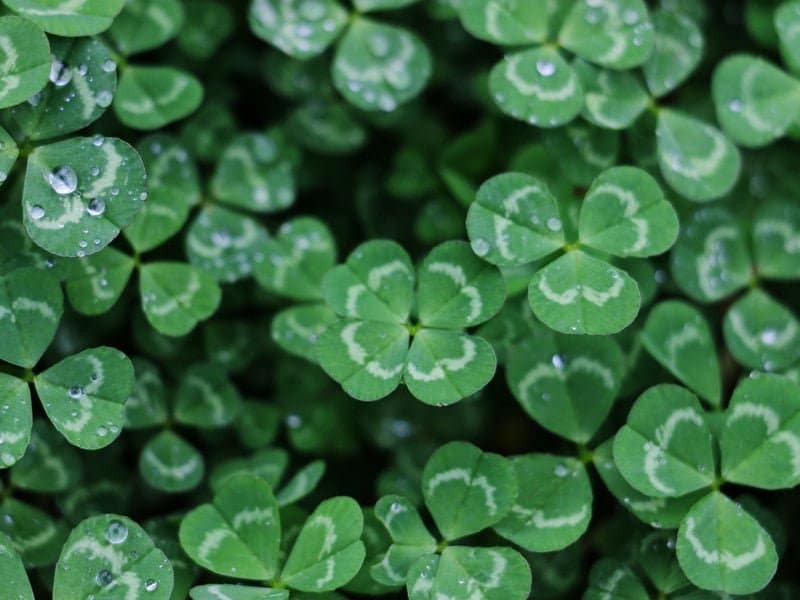 chance.jpg chance.jpg